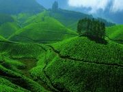 Greenery of Kerala - 4 Nights / 5 Days ( 5 Days/ 4 Nights )