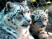 Exclusive Darjeeling Tour 6Days/5Nights ( 6 Days/ 5 Nights )