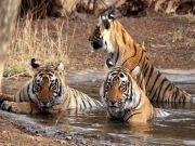 Ranthambore Package ( 5 Days/ 4 Nights )