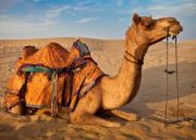 The Golden Rajasthan Tour ( 11 Days/ 10 Nights )