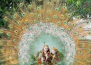 Tiger Of Land Tour ( 13 Days/ 12 Nights )