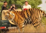 Wildlife Tour To North India ( 14 Days/ 13 Nights )