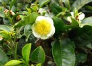 Darjeeling Trekking Tour ( 17 Days/16 Nights )