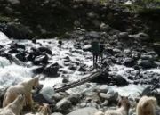 Himalayan Gaddi Kingdom Trek ( 11 Days/ 10 Nights )