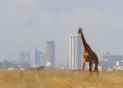 Kenya Wildlife Experience ( 6 Days/ 5 Nights )