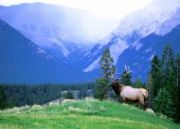 Kerala Ayurveda And Wildlife ( 12 Days/ 11 Nights )