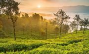 BEST MYSORE OOTY TOUR PACKAGE 3 NIGHTS AND 4 DAYS ( 4 Days/ 3 Nights )