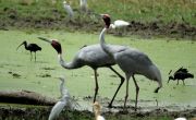 KEOLADEO GHANA NATIONAL PARK RAJASTHAN TOUR PACKAGE 3 NIGHTS ( 4 Days/ 3 Nights )