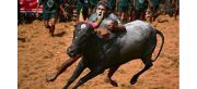 FAMOUS FESTIVALS OF INDIA JALLIKATTU TAMIL NADU ( 2 Days/ 1 Night )