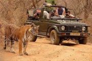 Jaipur History with Ranthambore Sanctuary ( 4 Days/ 3 Nights )