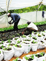 Eldoret