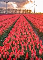 Noordoostpolder