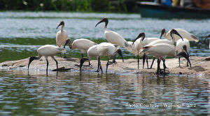 Ranganathittu Bird Sanctuary, Srirangapatna