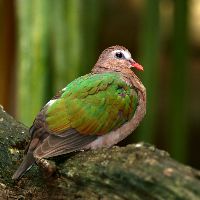 The National Aquarium