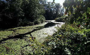 Fishtrap Creek Park