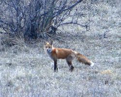Ridgeline Open Space