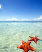 Starfish Beach