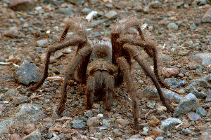 Mt. Diablo State Park