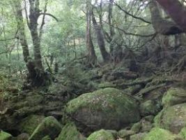Shiratani Unsuikyo Valley
