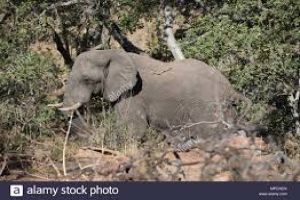 Welgevonden Game Reserve