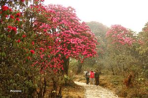 Barsey Rhododendron Sanctuary 