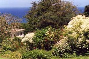 Walk across the colorful grounds of Andromeda Botanical Gardens