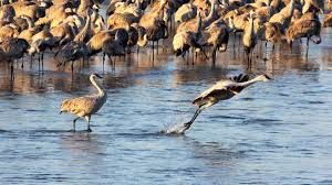 Sandhill Cranes of Willcox, Arizona: A Feast for the Eyes 