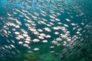 Fascinating Fish Eye Park