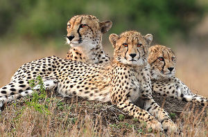 Phinda Resource Reserve: Northern Zululand