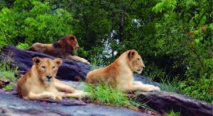 Lion Safari Wildlife Park