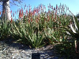 Mount Coot-tha Botanic Gardens