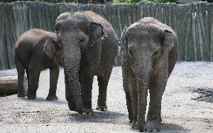  The Elephants At Oregon Zoo 