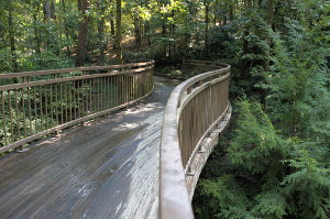 Garvan Woodland Gardens 