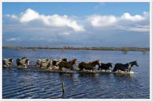 Admire the delicacy of the Callows of the River Shannon