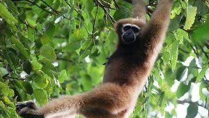 Hollongapar Gibbon Wildlife Sanctuary