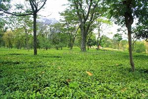Tea Gardens