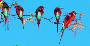 Karnala Bird Sanctuary