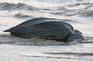 Unusual Leatherback Turtles