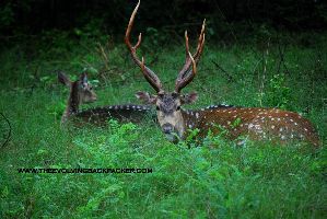 Kalakkad Mundanthurai Tiger Reserve