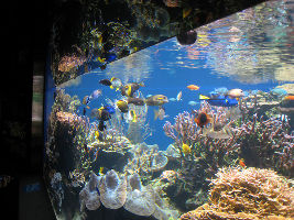 Waikiki Aquarium