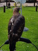 Chester Cathedral Falconry and Nature Gardens