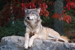 International Wolf Center