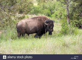 National Bison Range