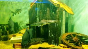 ROMOLO MARTINELLI MUNICIPAL AQUARIUM 