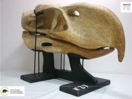 Provincial Museum Of Natural Sciences Florentino Ameghino