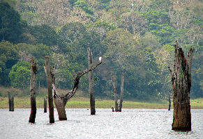 Periyar National Park