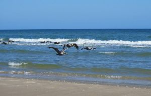 Padre Island National Seashore
