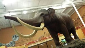 Schiele Museum Of Natural History