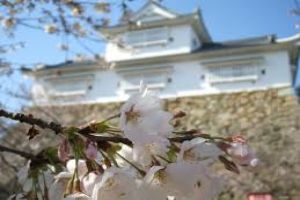 Tsuyama Castle