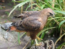 World Of Birds Wildlife Sanctuary And Monkey Park